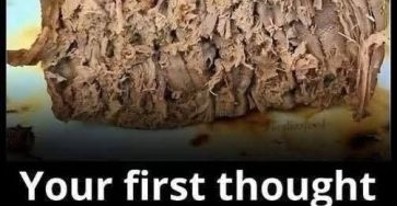 WhatsApp Image 2026 02 17 at 19.35.09