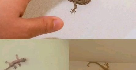 36766441 26a9 4295 8d1d 1ef7f3d90764