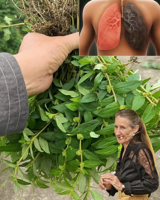 535971031 763285883336406 1921663065036792158 n