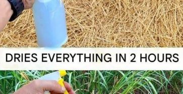 552ed98e8ac16d4195e00efa8fc83cc7