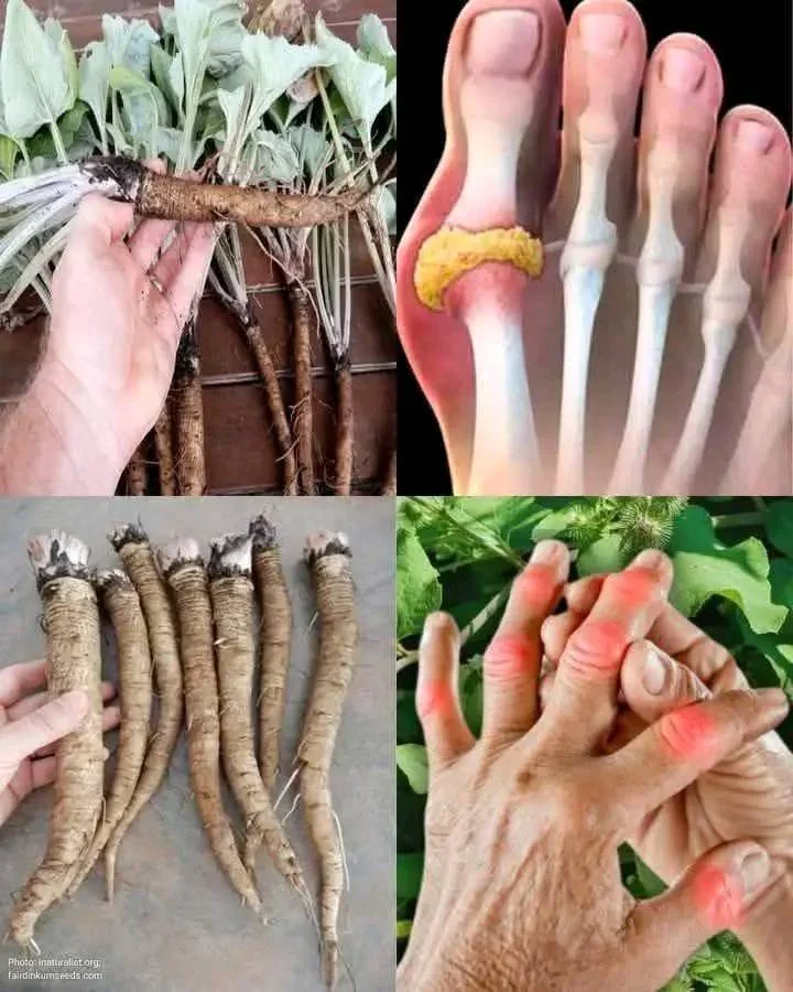 560066859 2625333937819696 4835908188483032589 n