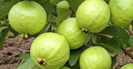 591366633 122171815202424691 4291479708047450931 n