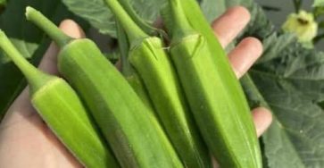 604734282 2108904806549561 2482107411436633690 n