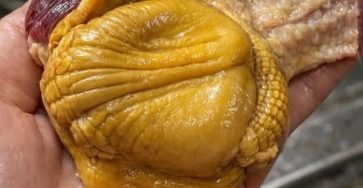 WhatsApp Image 2026 03 06 at 02.59.56