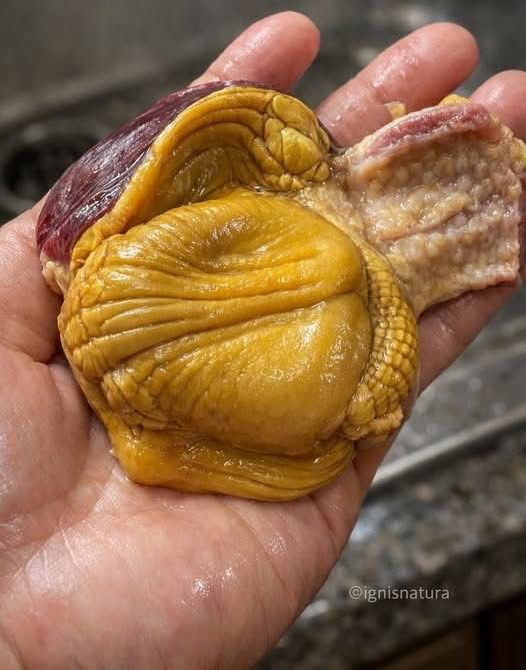 WhatsApp Image 2026 03 06 at 02.59.56