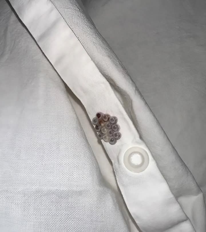 WhatsApp Image 2026 03 08 at 15.22.36