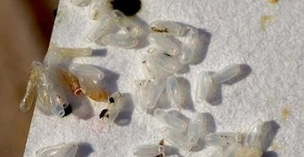 WhatsApp Image 2026 03 09 at 03.08.39