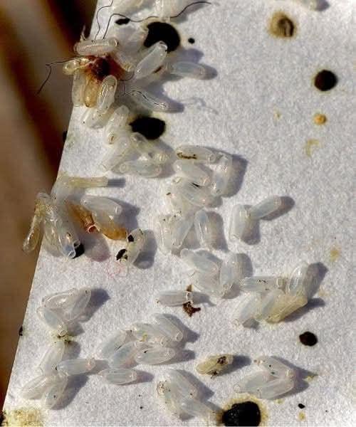 WhatsApp Image 2026 03 09 at 03.08.39