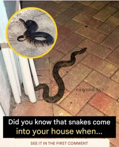 Translated image en 2026 04 17T010520.650